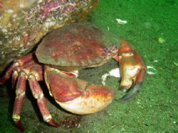 Crab from comau fjord by David Thompson 